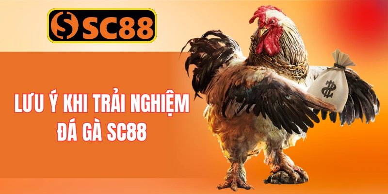 Lưu ý khi trải nghiệm đá gà SC88